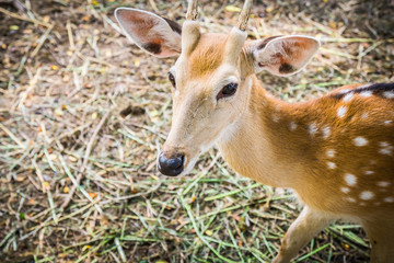 Naklejka premium Deer at Bonanza Exotic Zoo in Thailand