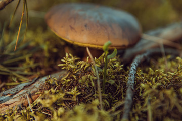 Greville's Bolete or Larch Bolete Suillus grevillei