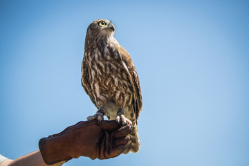 Falcon perched on a gloved hand