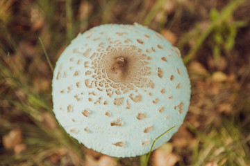 Amanita phalloides, known as the death cap