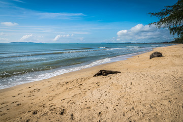 The Beach Bangsaphan at Prachuabkirikhan