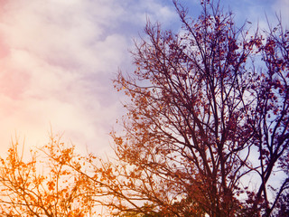 shadow tree in evening dark sky