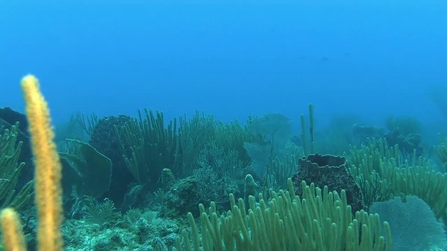 Swimming across the reef in Caribbean sea
