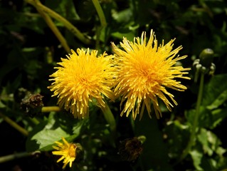dandelions at spring