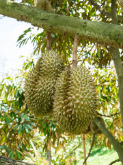 Naklejka na ściany i meble Fresh durian on tree in the garden