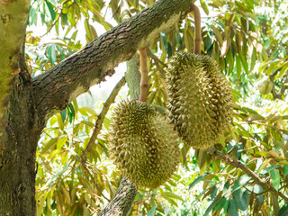 Fresh durian on tree in the garden