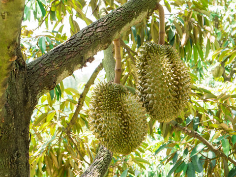 Fresh durian on tree in the garden