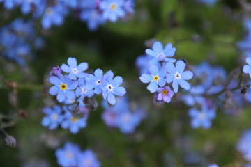 Forget-me-not