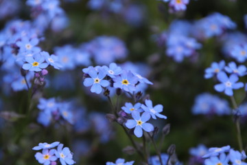 Forget-me-not