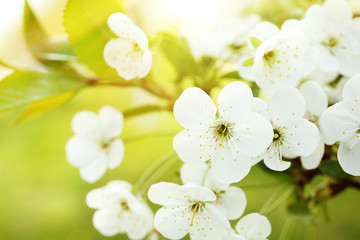 Fototapeta na wymiar Tree branch with blooming flowers, closeup