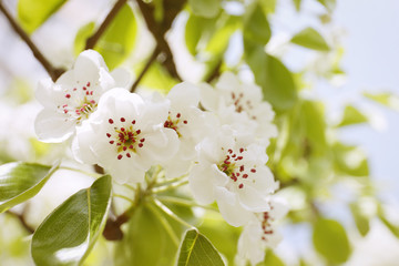Tree branch with blooming flowers, closeup