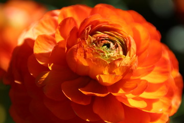 fire ranunculus