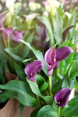 Beautiful calla flowers in shop