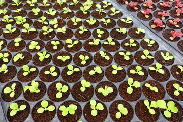 Growing Organic vegetable farms for Background.