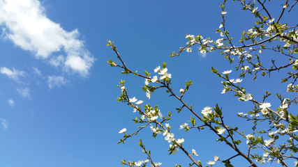 Spring flowers with blue background and clouds