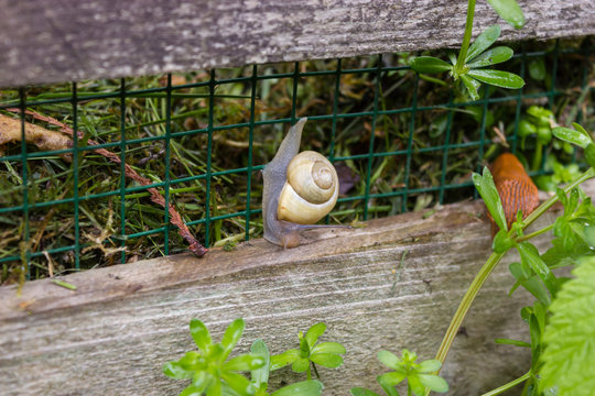 Geh&auml;useschnecke am Komposter, Escargot, Schneckenhaus, Schnecke, Baum, Natur, Umgebung, Hermaphrodit, Tier, Fauna, Tierwelt, Gastropoden, Hintergrund, kriechen