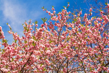 Blooming tree with bright pink flowers