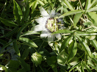 passion flower