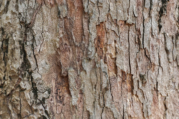 wood texture
