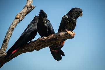 Three cockatoos sitting on tree branch