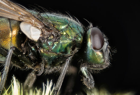 Focus Stacking - Common Green Bottle Fly, Greenbottle Fly, Flies