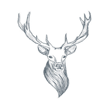 Head of deer illustration sketch hand drawn vector