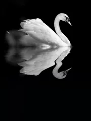 Papier Peint photo autocollant Cygne cygne reflet oiseau romantisme romantique amour élégant aile étang mare eau