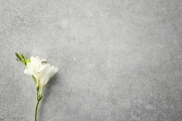 Branch of beautiful freesia flowers on grey background