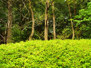 ドウダンツツジと林