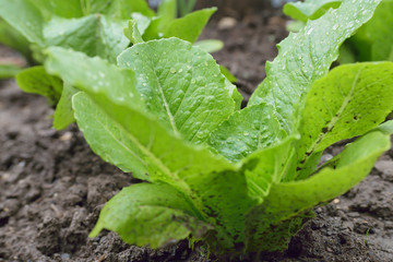 bientôt l'été, mangez de la salade fraiche !