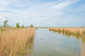 Reed along the shore of a lake wetland in spring 