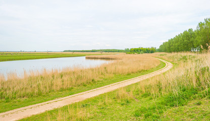 Fototapeta na wymiar Reed along the shore of a lake wetland in spring 