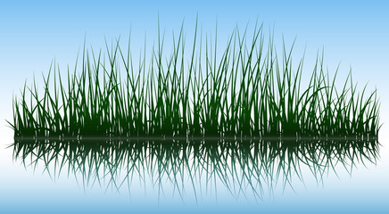 Fototapeta premium Green grass silhouettes with reflection on water surface, vector illustration.