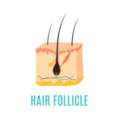 Hair follicle diagram. Hair bulb medical diagnostics symbol. Treatment and transplantation concept. Vector illustration.