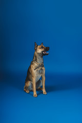 Young dog on background