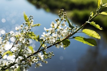 Bird-cherry blossoms in spring.
