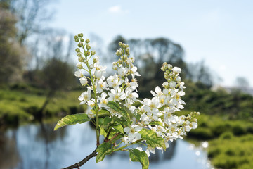 Bird-cherry blossoms in spring.