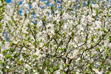 Wild plum in blossoms.