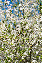 Wild plum in blossoms.