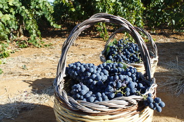 Raccolta uva in cesti di vimini