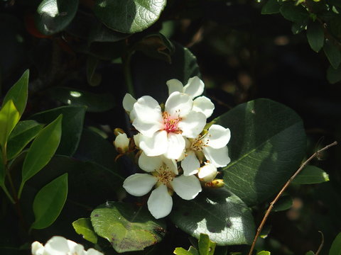 60 Best 車輪梅 Images Stock Photos Vectors Adobe Stock