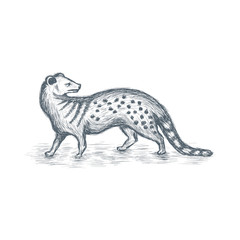 Mongoose sketch vector