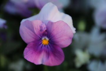 lila pansy in blur