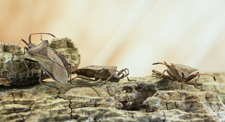 Focus Stacking - Forest Bug, Red-legged Shieldbug, Pentatoma rufipes