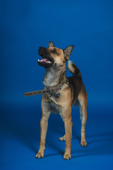 Young dog on background