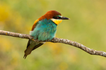 Portrait of a colourful bird