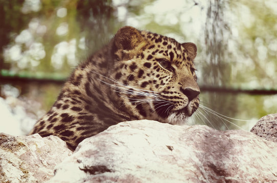 portrait of a beautiful leopard
