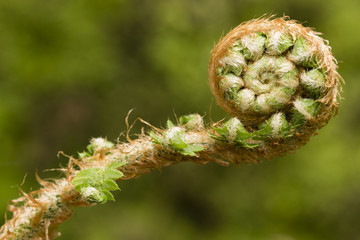 Young green fern leaves