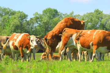 Fototapeta na wymiar Cows reproduction