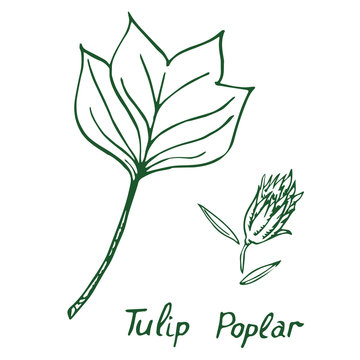 Tulip poplar (Liriodendron tulipifera or American tulip tree) leaf and seed, hand drawn doodle, sketch in pop art style, vector  illustration